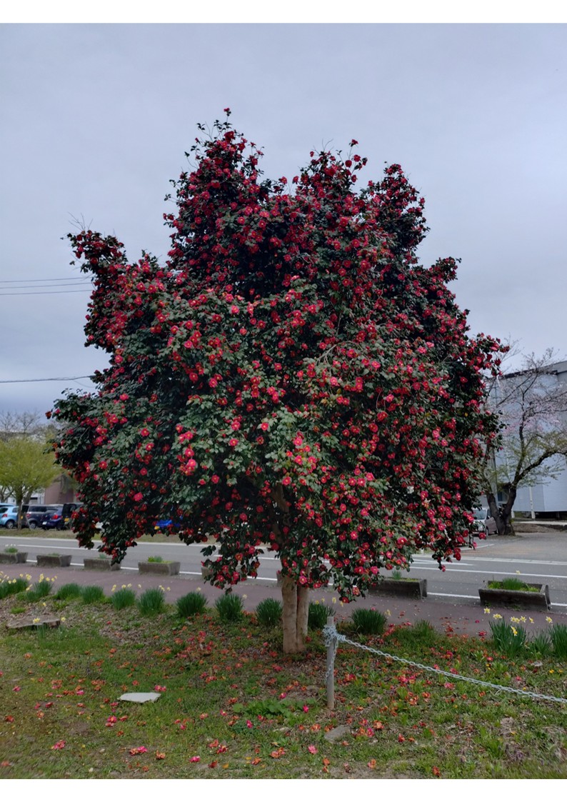 サイクリングターミナルのつばき　満開